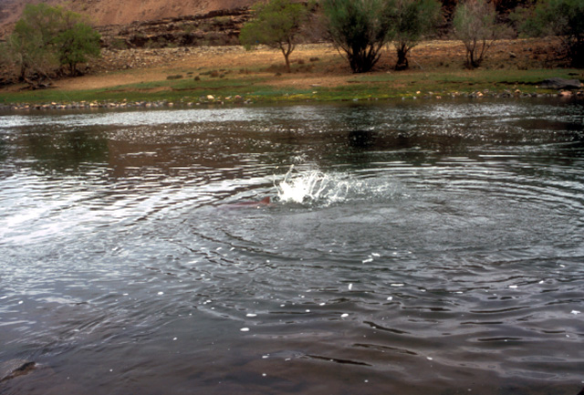 Fight of a huge Taimen